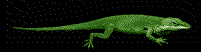 long iguana
